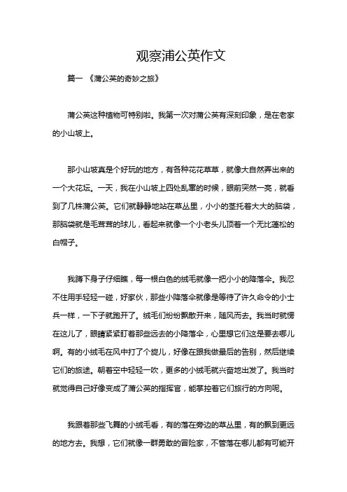 观察浦公英作文
