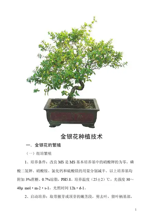 金银花种植技术大全