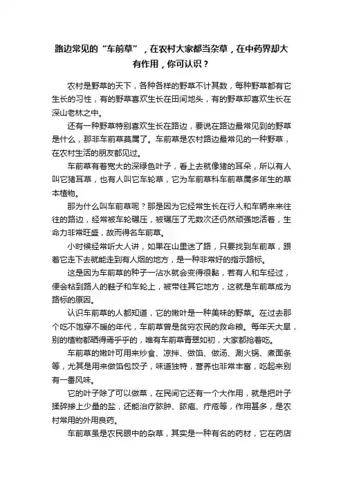 路边常见的“车前草”，在农村大家都当杂草，在中药界却大有作用，你可认识？