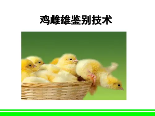 鸡雌雄鉴别技术