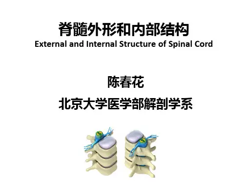 口腔系统解剖学14脊髓