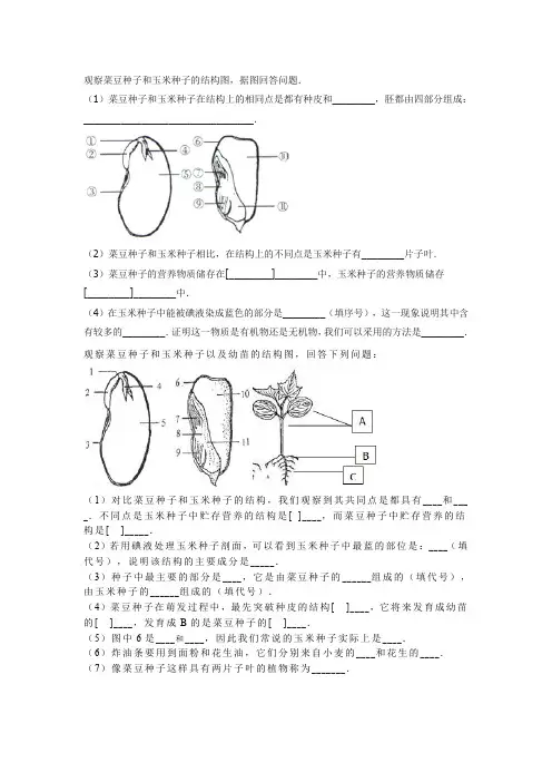 观察菜豆种子和玉米种子的结构图