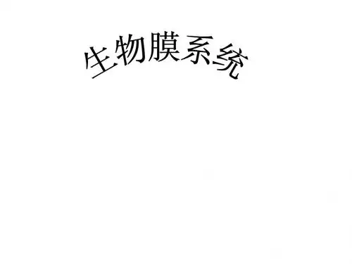 生物膜