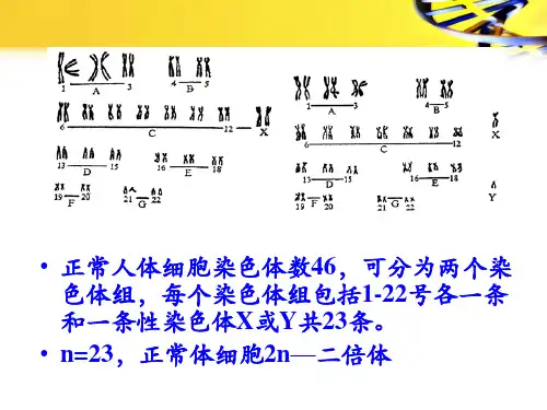 124.1染色体畸变医学遗传学数目畸变