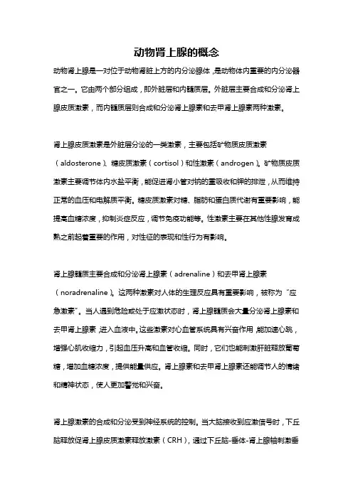 动物肾上腺的概念