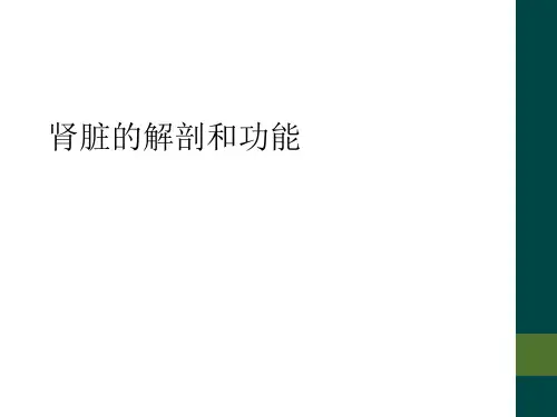 肾脏的解剖和功能