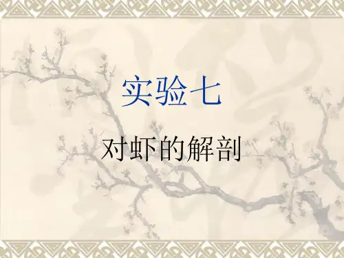 实验七 日本沼虾及其它节肢动物
