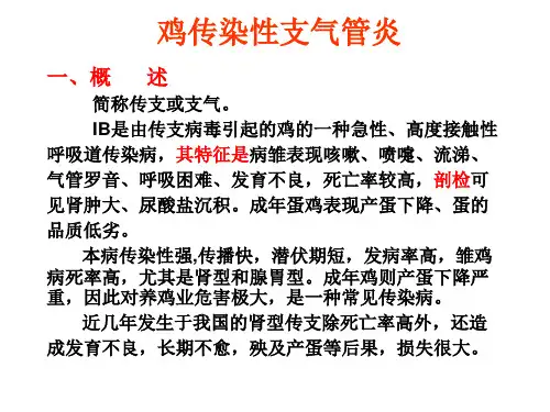 动物传染病 鸡传染性支气管炎