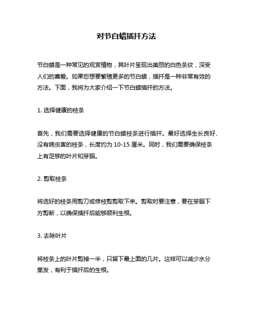 对节白蜡插扦方法