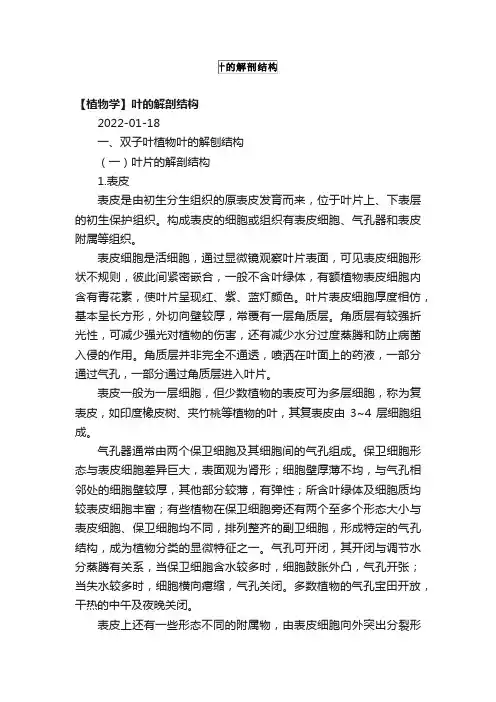 【植物学】叶的解剖结构