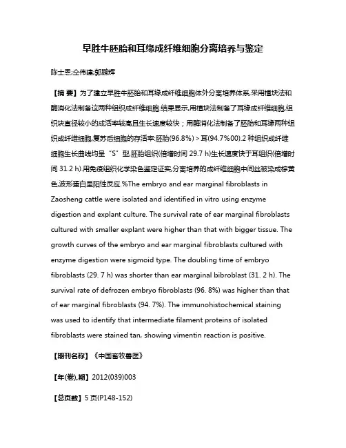 早胜牛胚胎和耳缘成纤维细胞分离培养与鉴定