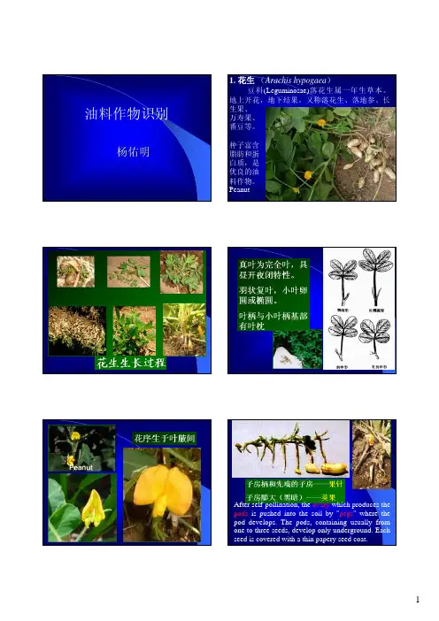 油料作物