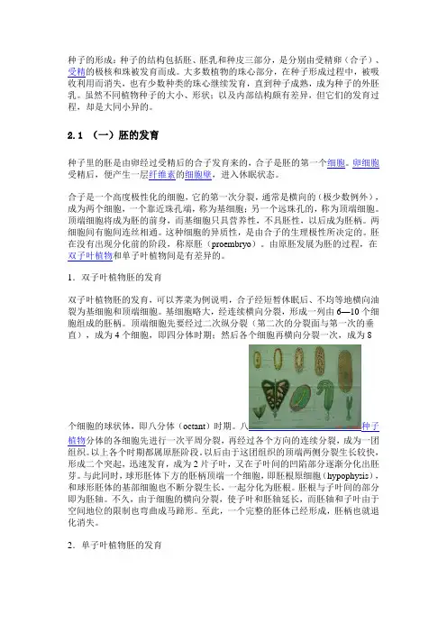 种子的形成