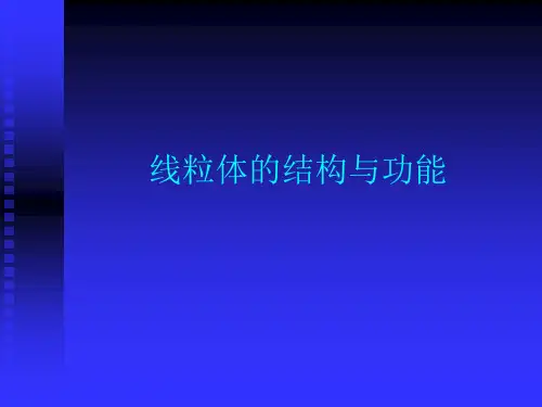 线粒体的结构与功能PPT课件