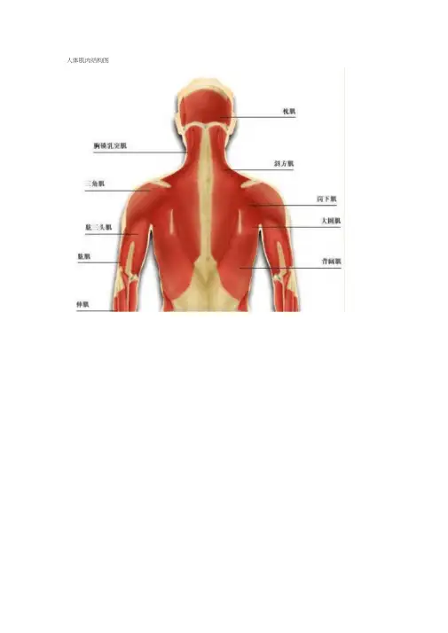 人体肌肉结构图