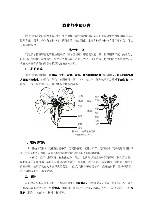 花、果实、种子