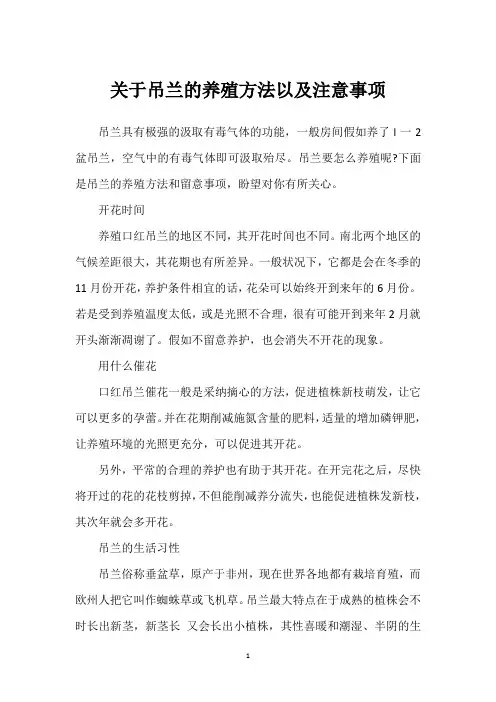 关于吊兰的养殖方法以及注意事项