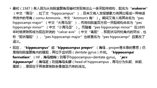 海马的解剖与血供