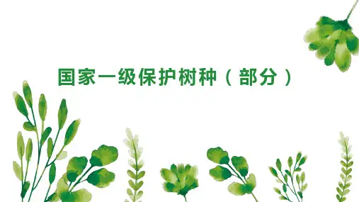 国家一级保护树种 部分 