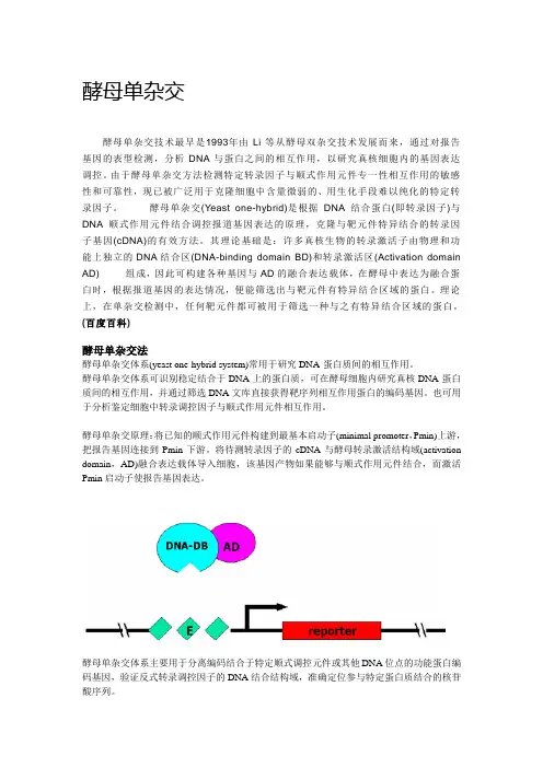 酵母单杂交