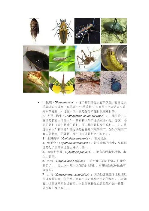 十二生肖昆虫版