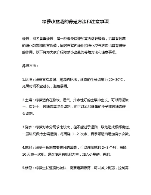 绿萝小盆栽的养殖方法和注意事项