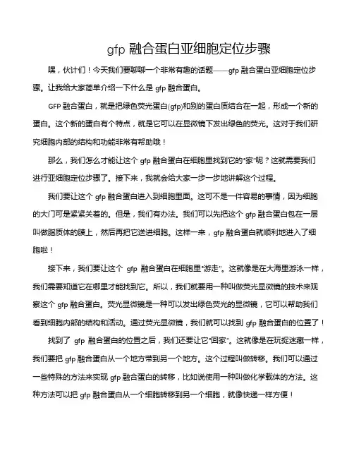 gfp融合蛋白亚细胞定位步骤