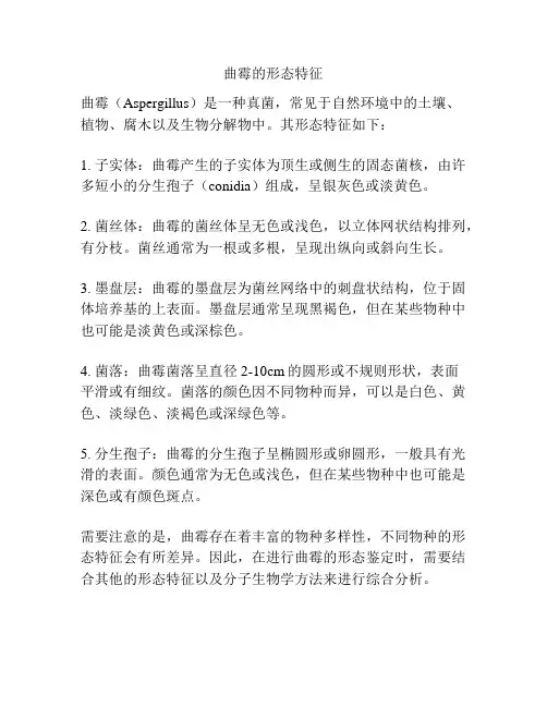 曲霉的形态特征