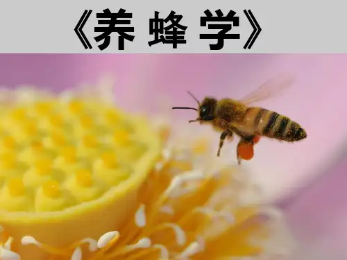 养蜂学绪论