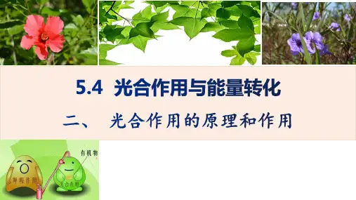 光合作用的原理和应用