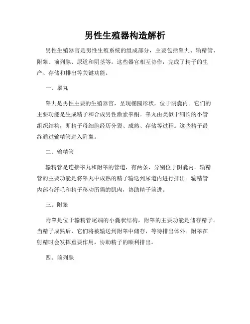 男性生殖器构造解析