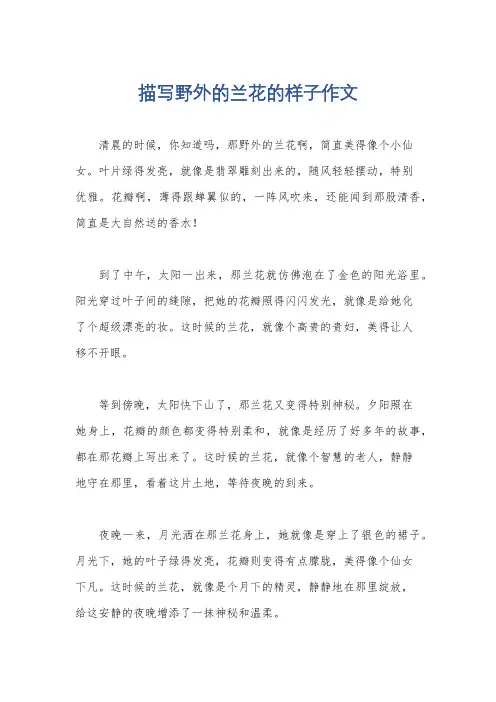 描写野外的兰花的样子作文