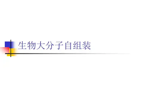 生物大分子自组装.ppt