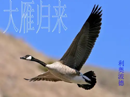 《大雁归来》课件(共27张PPT)
