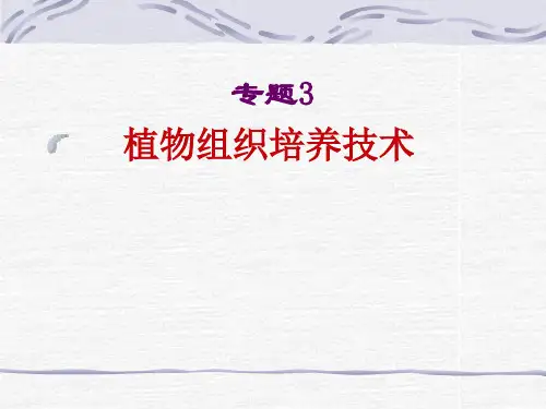 人教版高中生物选修1专题3课题1菊花的组织培养 课件 