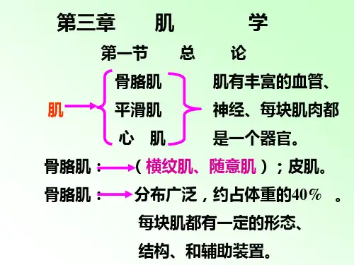肌总论、头颈躯干肌