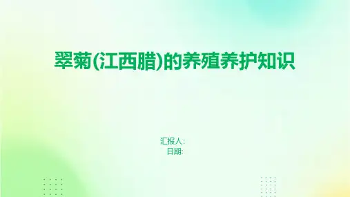 翠菊(江西腊)的养殖养护知识