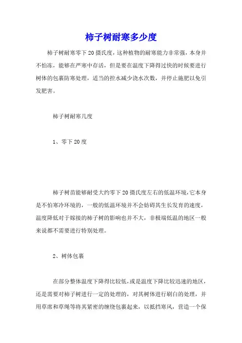 柿子树耐寒多少度