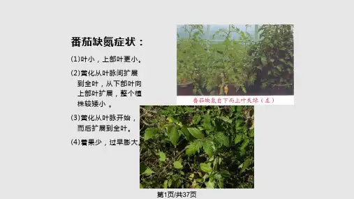 番茄缺素症图谱PPT课件