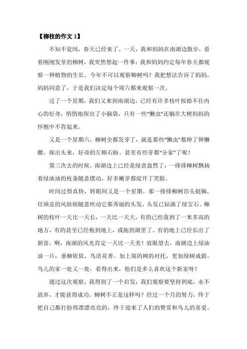 关于柳枝的作文(共5篇)