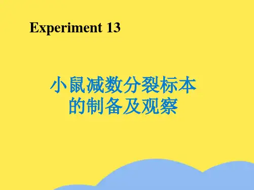 小鼠减数分裂标本的制备及观察(“减数分裂”相关文档)共7张