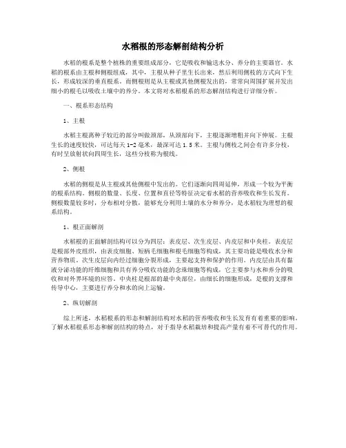 水稻根的形态解剖结构分析