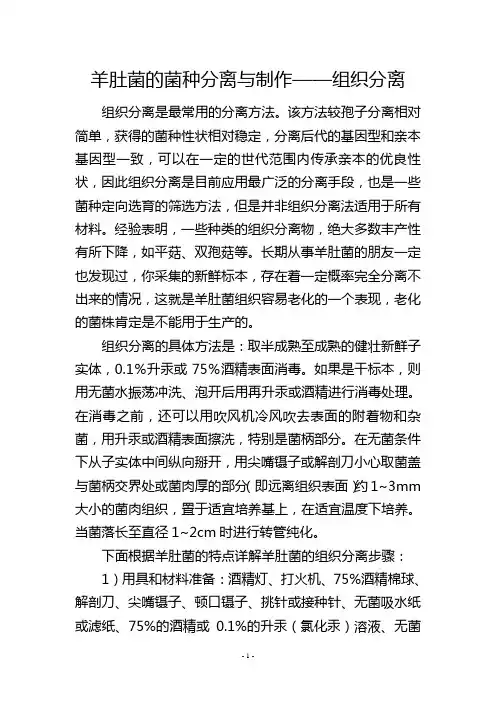 羊肚菌的菌种分离与制作——组织分离