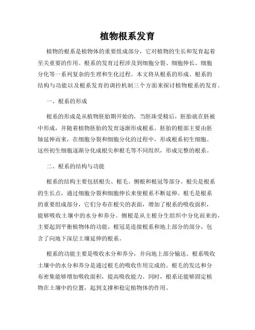 植物根系发育