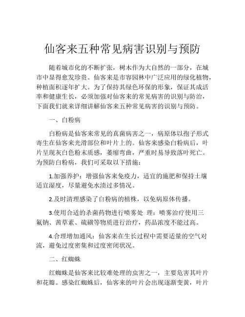 仙客来五种常见病害识别与预防