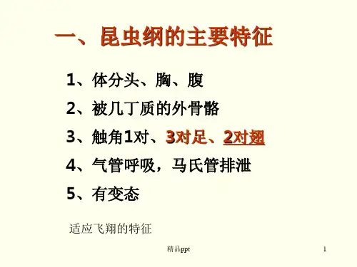 昆虫纲分类(实验用)PPT课件