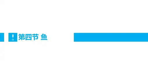 人教版八年级上册第一章第四节 鱼课件(23张ppt)