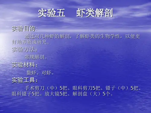 虾类解剖