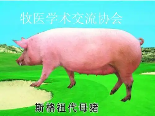 养仔猪课件