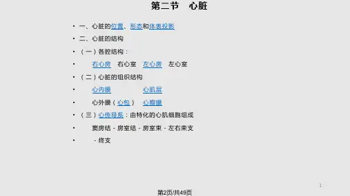 循环系统解剖汇总